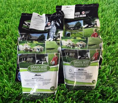 Semence à Gazon